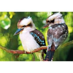 Kookaburra Pair Acrylic Print Art