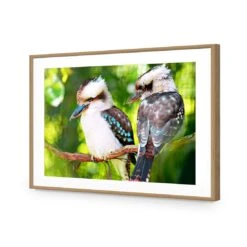 Kookaburra Pair Acrylic Print Art -WALL ART DESGIN SALE kookaburra pair acrylic print art with border oak frame 45x30cm 475726