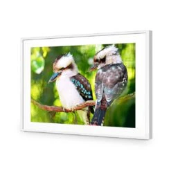 Kookaburra Pair Acrylic Print Art -WALL ART DESGIN SALE kookaburra pair acrylic print art with border white frame 45x30cm 904575