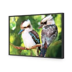 Kookaburra Pair Acrylic Print Art -WALL ART DESGIN SALE kookaburra pair acrylic print art without border black frame 45x30cm 908803