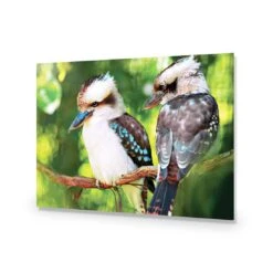 Kookaburra Pair Acrylic Print Art -WALL ART DESGIN SALE kookaburra pair acrylic print art without border no frame 45x30cm 242480