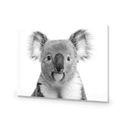 Korro Koala -WALL ART DESGIN SALE korro koala acrylic glass no border no frame 45x30cm 861560