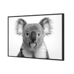 Korro Koala -WALL ART DESGIN SALE korro koala canvas black floating frame 45x30cm 206651