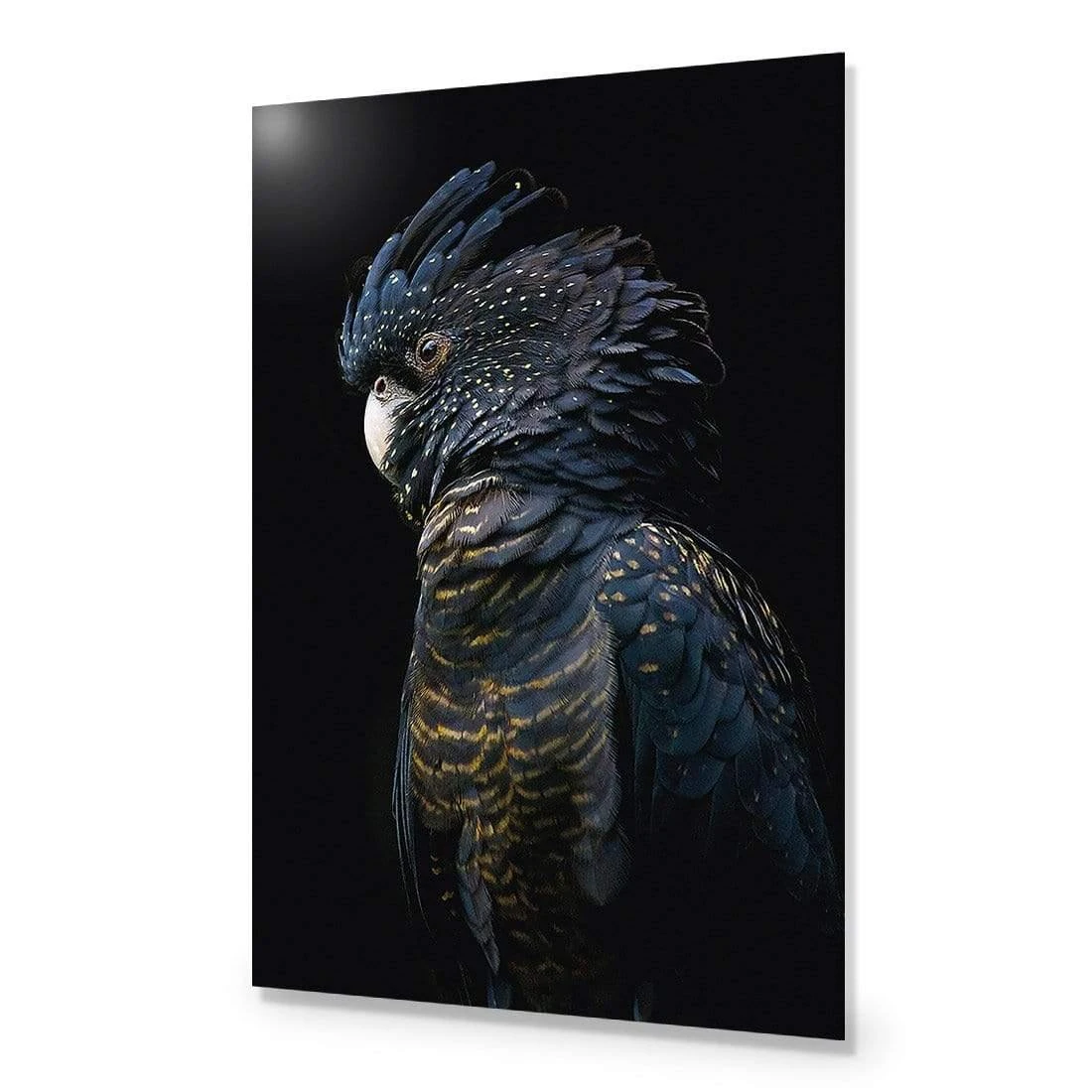Lady Black Cocky, Dark Lady Black Cocky, Dark -WALL ART DESGIN SALE lady black cocky dark canvas stretched canvas 45x30cm 755468