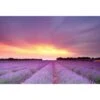 Lavender Sunset