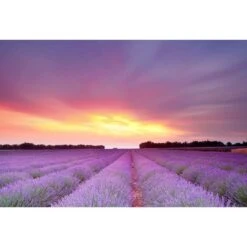 Lavender Sunset