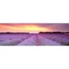Lavender Sunset (long) -WALL ART DESGIN SALE lavender sunset long canvas stretched canvas 60x20cm 693976