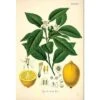 Lemon Botanical Illustration 1 Lemon Botanical Illustration -WALL ART DESGIN SALE lemon botanical illustration canvas stretched canvas 45x30cm 608961