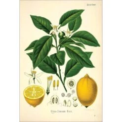 Lemon Botanical Illustration