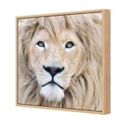 Leo -WALL ART DESGIN SALE leo canvas oak floating frame 37x37cm 105980