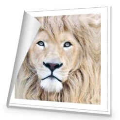 Leo -WALL ART DESGIN SALE leo canvas rolled canvas 37x37cm 433371