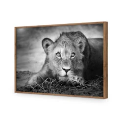 Lion Cub 18 Lion Cub -WALL ART DESGIN SALE lion cub acrylic glass no border natural frame 45x30cm 189912
