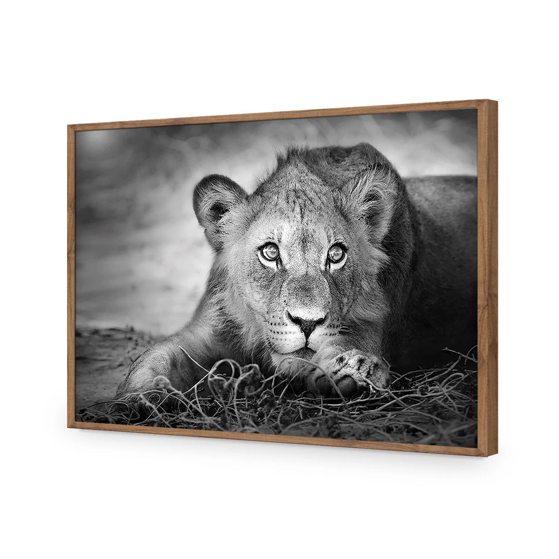 Lion Cub Lion Cub -WALL ART DESGIN SALE lion cub acrylic glass no border natural frame 45x30cm 189912