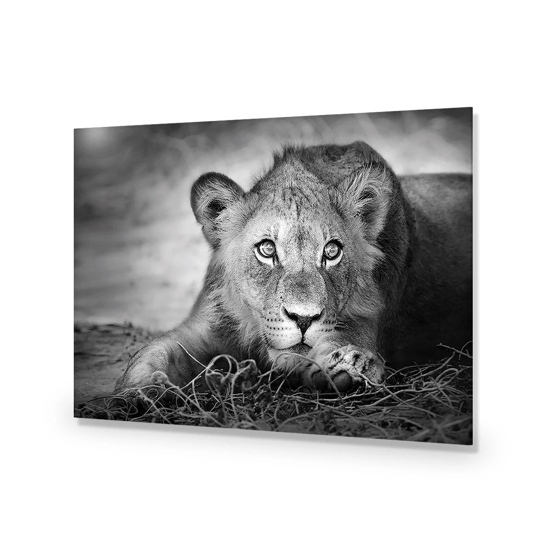 Lion Cub Lion Cub -WALL ART DESGIN SALE lion cub acrylic glass no border no frame 45x30cm 950702