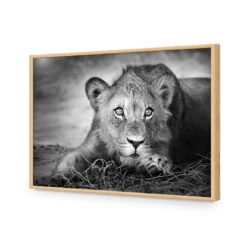 Lion Cub 17 Lion Cub -WALL ART DESGIN SALE lion cub acrylic glass no border oak frame 45x30cm 303125