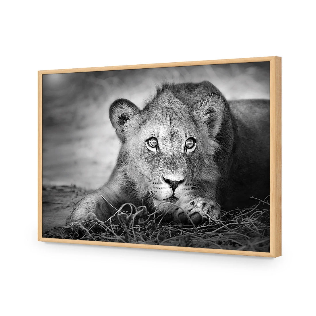 Lion Cub Lion Cub -WALL ART DESGIN SALE lion cub acrylic glass no border oak frame 45x30cm 303125