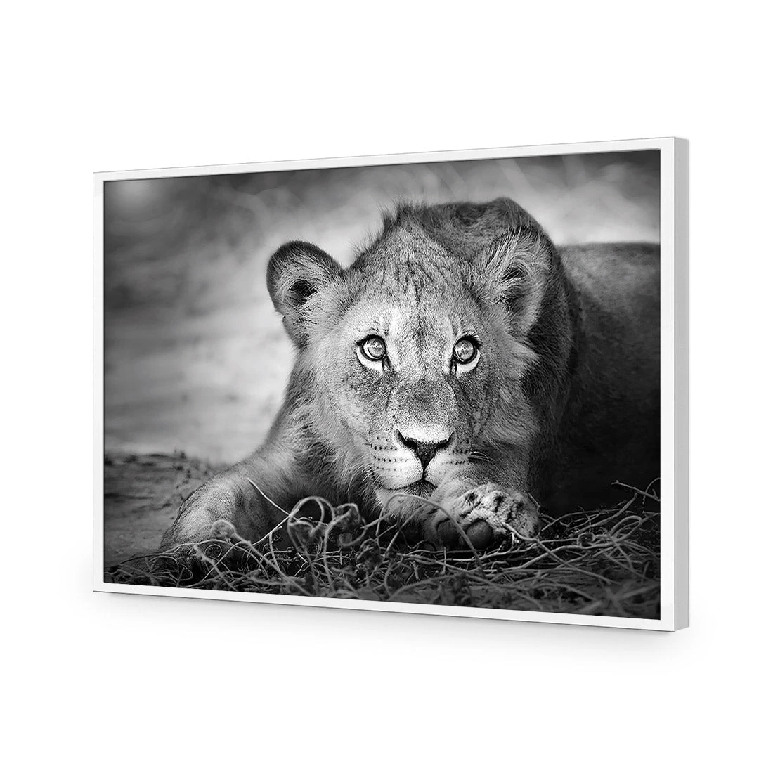 Lion Cub Lion Cub -WALL ART DESGIN SALE lion cub acrylic glass no border white frame 45x30cm 354927