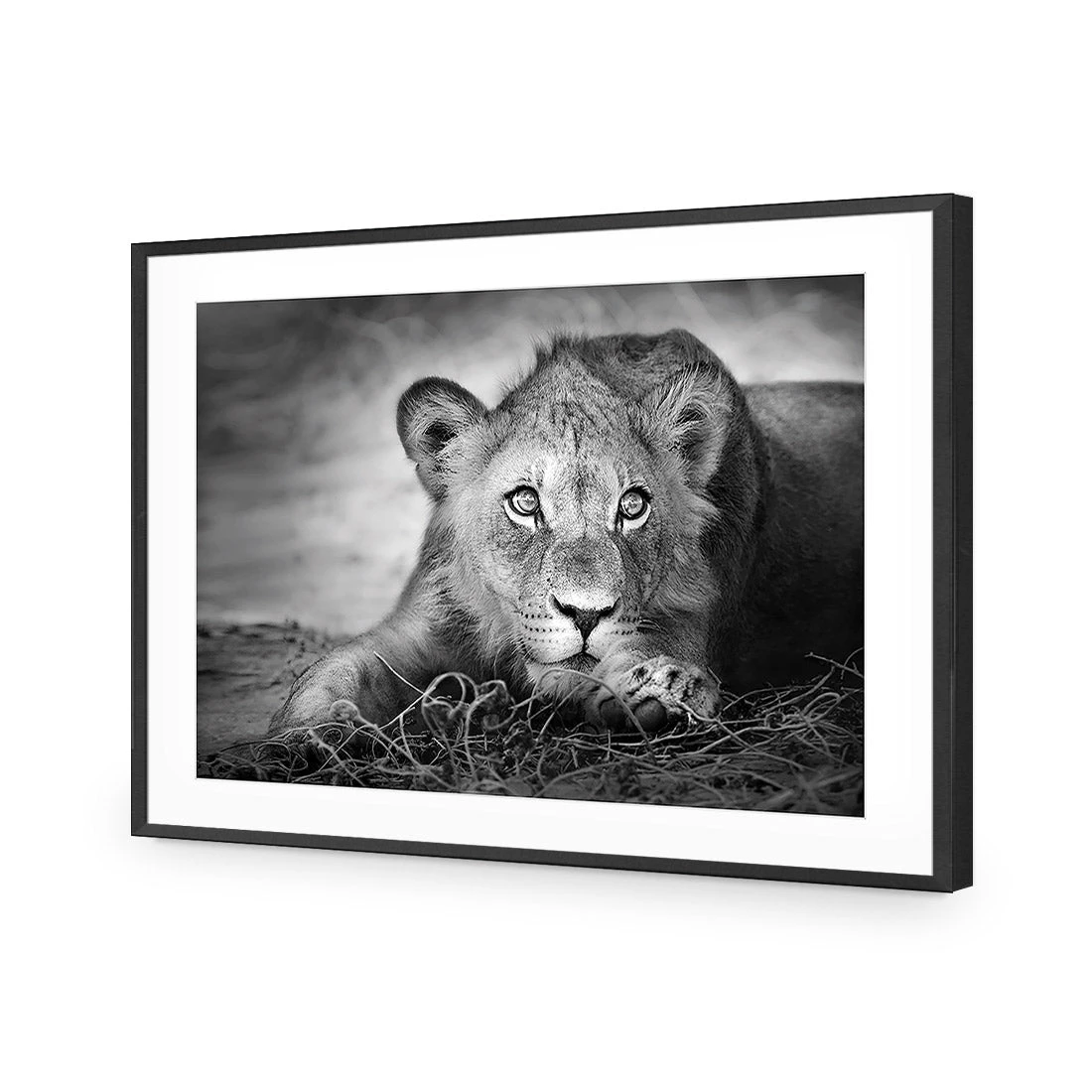 Lion Cub Lion Cub -WALL ART DESGIN SALE lion cub acrylic glass with border black frame 45x30cm 567851