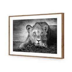 Lion Cub 13 Lion Cub -WALL ART DESGIN SALE lion cub acrylic glass with border natural frame 45x30cm 544937