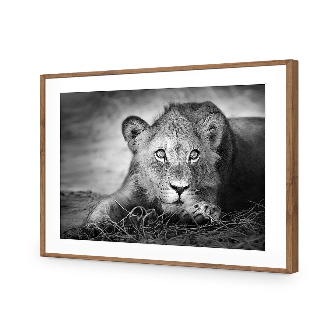 Lion Cub Lion Cub -WALL ART DESGIN SALE lion cub acrylic glass with border natural frame 45x30cm 544937