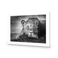 Lion Cub 9 Lion Cub -WALL ART DESGIN SALE lion cub acrylic glass with border no frame 45x30cm 261642