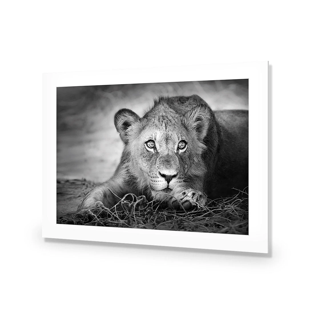 Lion Cub Lion Cub -WALL ART DESGIN SALE lion cub acrylic glass with border no frame 45x30cm 261642