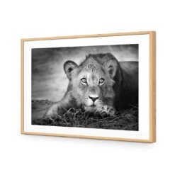 Lion Cub 12 Lion Cub -WALL ART DESGIN SALE lion cub acrylic glass with border oak frame 45x30cm 755682