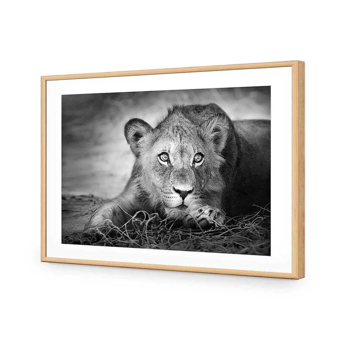 Lion Cub Lion Cub -WALL ART DESGIN SALE lion cub acrylic glass with border oak frame 45x30cm 755682
