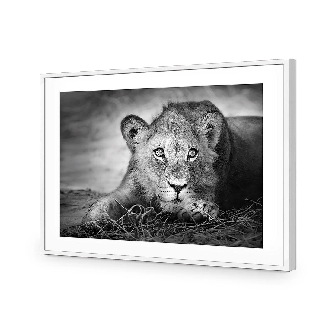 Lion Cub Lion Cub -WALL ART DESGIN SALE lion cub acrylic glass with border white frame 45x30cm 177478