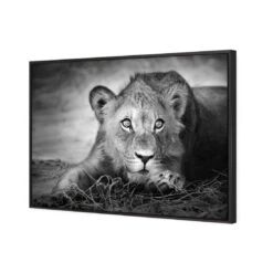 Lion Cub 4 Lion Cub -WALL ART DESGIN SALE lion cub canvas black floating frame 45x30cm 157695