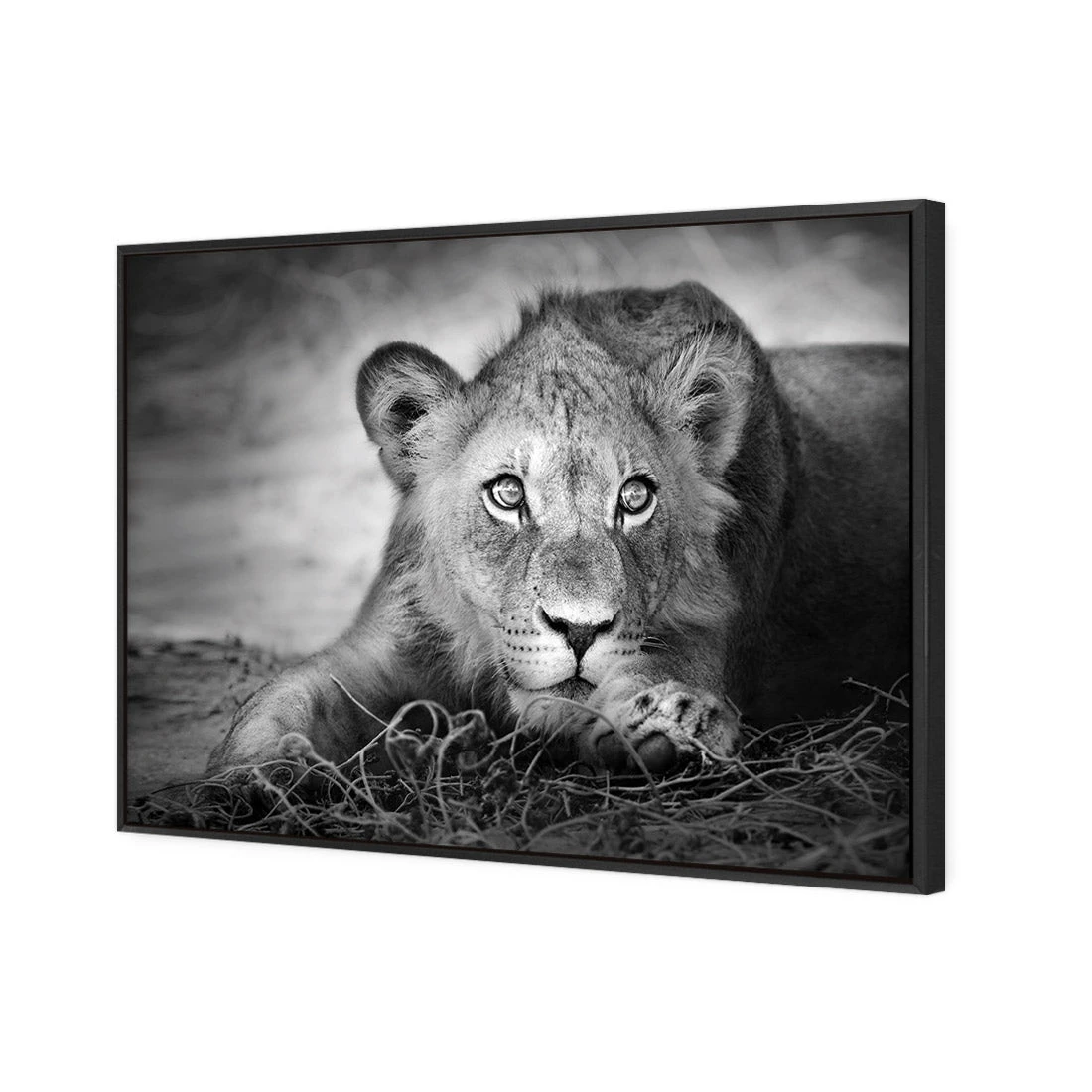 Lion Cub Lion Cub -WALL ART DESGIN SALE lion cub canvas black floating frame 45x30cm 157695