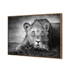Lion Cub 7 Lion Cub -WALL ART DESGIN SALE lion cub canvas natural floating frame 45x30cm 760147