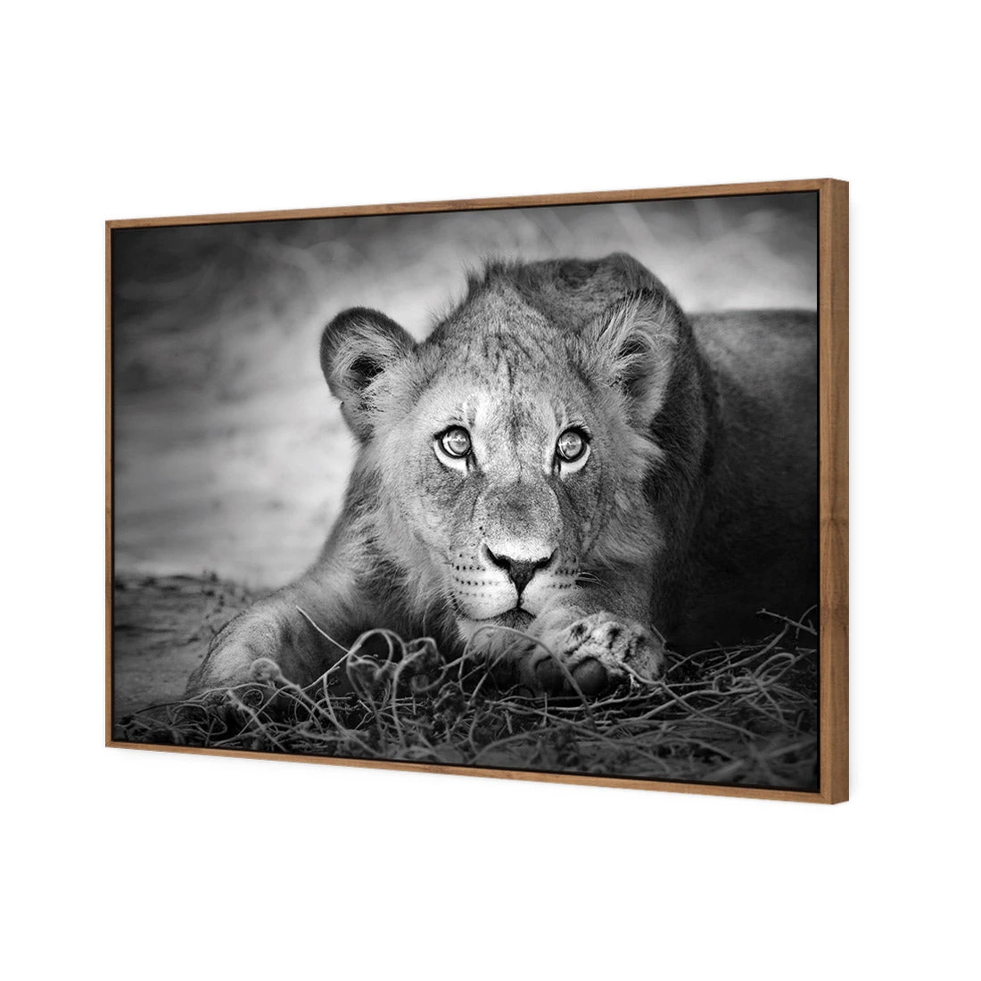 Lion Cub Lion Cub -WALL ART DESGIN SALE lion cub canvas natural floating frame 45x30cm 760147