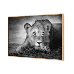 Lion Cub 6 Lion Cub -WALL ART DESGIN SALE lion cub canvas oak floating frame 45x30cm 350056