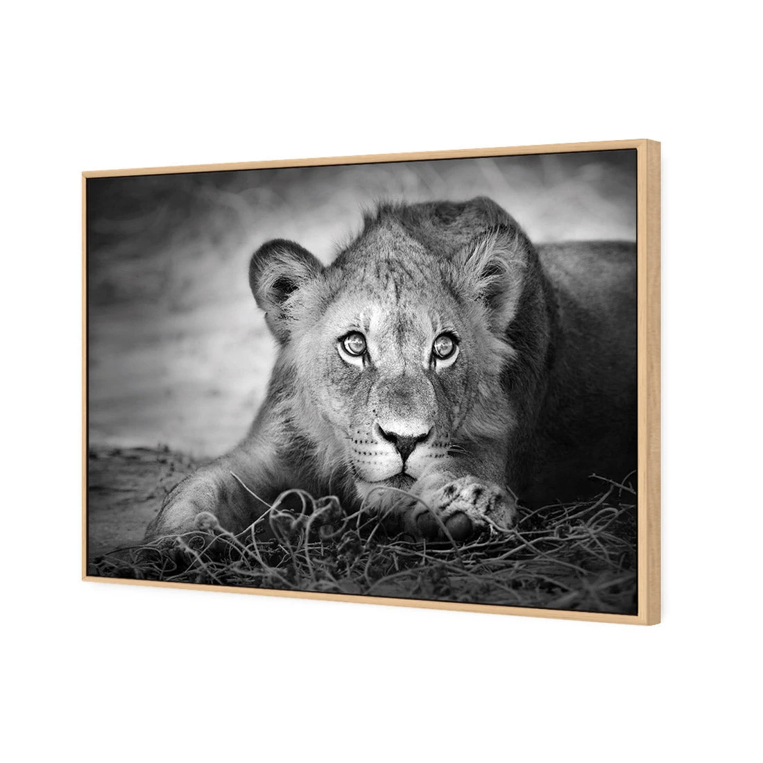 Lion Cub Lion Cub -WALL ART DESGIN SALE lion cub canvas oak floating frame 45x30cm 350056