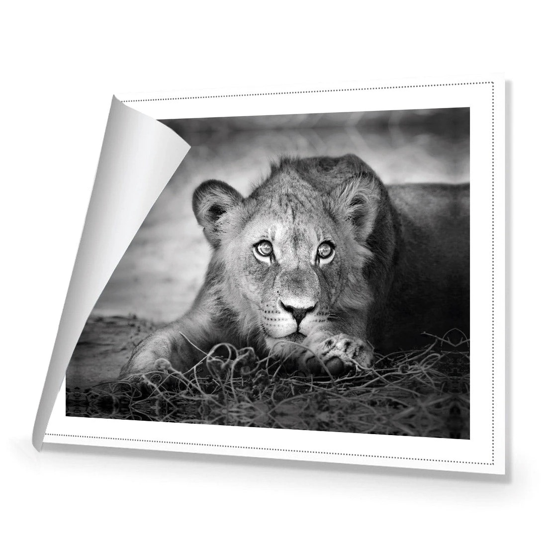 Lion Cub Lion Cub -WALL ART DESGIN SALE lion cub canvas rolled canvas 45x30cm 576610