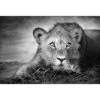 Lion Cub -WALL ART DESGIN SALE lion cub canvas stretched canvas 45x30cm 124105