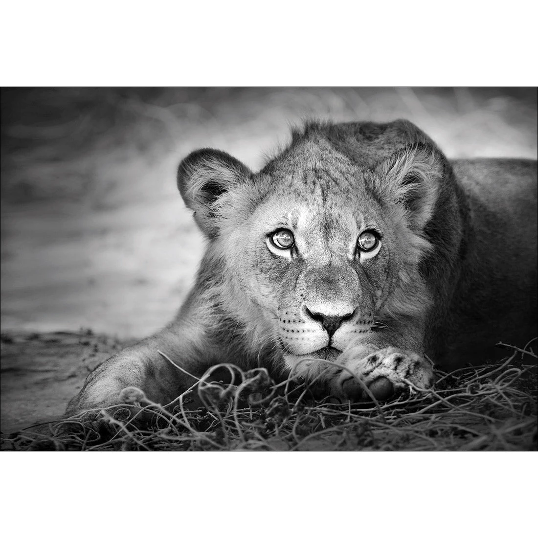 Lion Cub Lion Cub -WALL ART DESGIN SALE lion cub canvas stretched canvas 45x30cm 124105