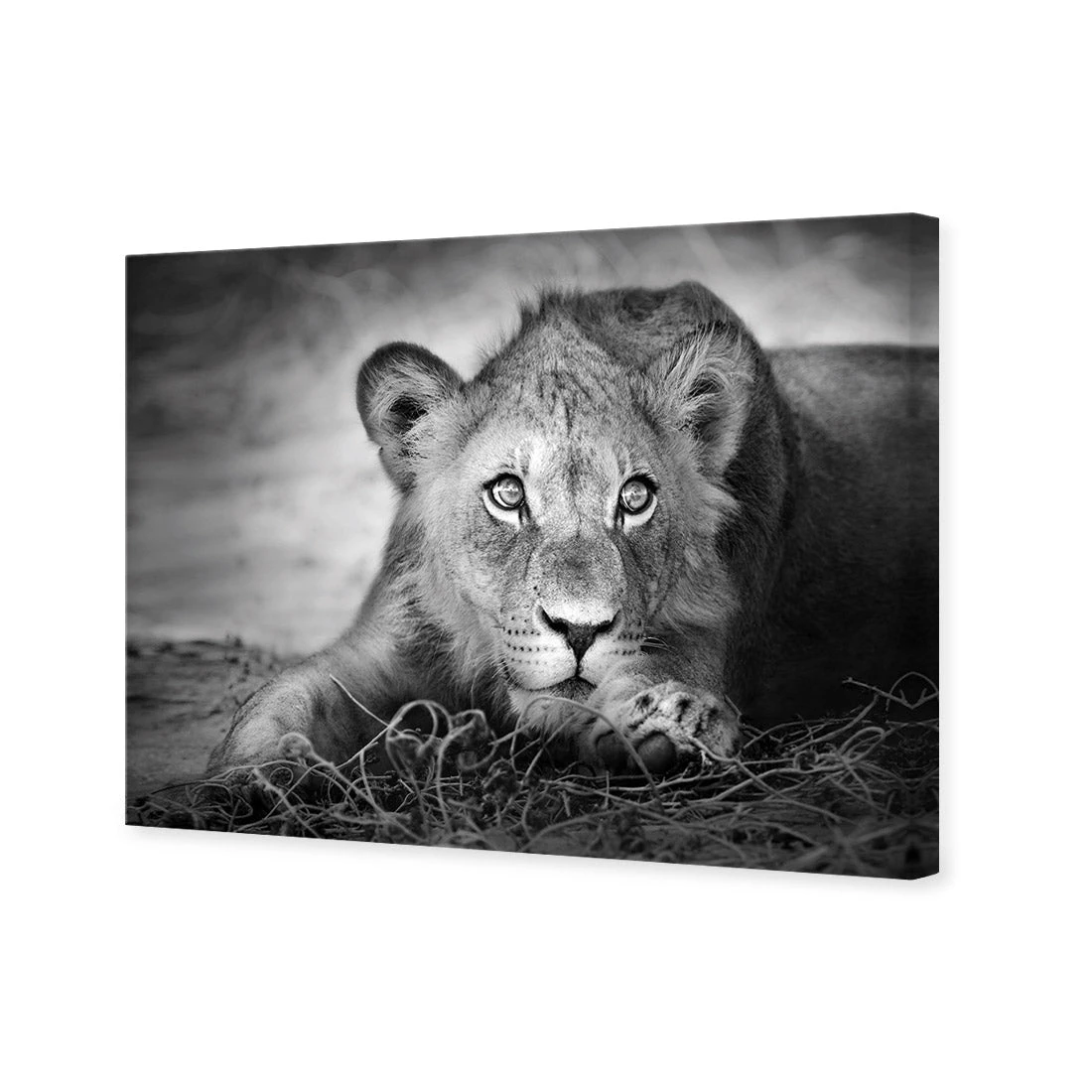 Lion Cub Lion Cub -WALL ART DESGIN SALE lion cub canvas stretched canvas 45x30cm 618279