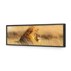 Lion In Grass (Long) -WALL ART DESGIN SALE lion in grass long acrylic glass no border black frame 90x30cm 652963