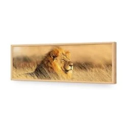 Lion In Grass (Long) -WALL ART DESGIN SALE lion in grass long acrylic glass no border oak frame 90x30cm 309396