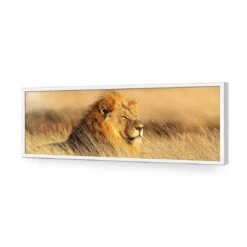 Lion In Grass (Long) -WALL ART DESGIN SALE lion in grass long acrylic glass no border white frame 90x30cm 258568