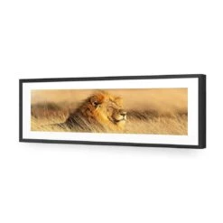 Lion In Grass (Long) -WALL ART DESGIN SALE lion in grass long acrylic glass with border black frame 90x30cm 148129