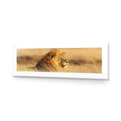 Lion In Grass (Long) -WALL ART DESGIN SALE lion in grass long acrylic glass with border no frame 90x30cm 682934