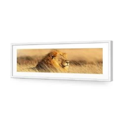 Lion In Grass (Long) -WALL ART DESGIN SALE lion in grass long acrylic glass with border white frame 90x30cm 932252