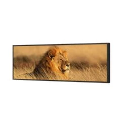 Lion In Grass (Long) -WALL ART DESGIN SALE lion in grass long canvas black floating frame 60x20cm 876421