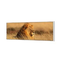 Lion In Grass (Long) -WALL ART DESGIN SALE lion in grass long canvas white floating frame 60x20cm 681130