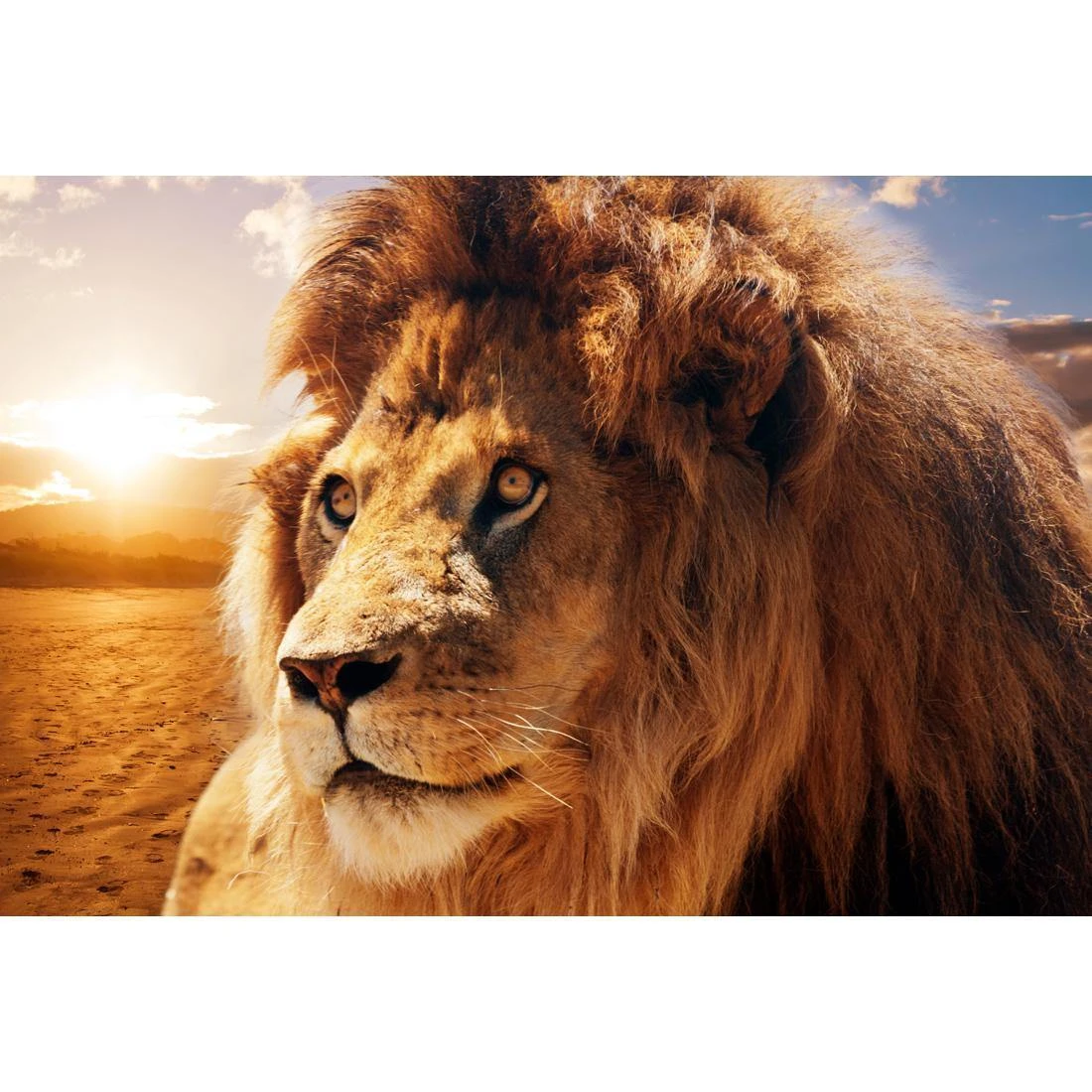 Lion King Lion King -WALL ART DESGIN SALE lion king canvas stretched canvas 45x30cm 497490