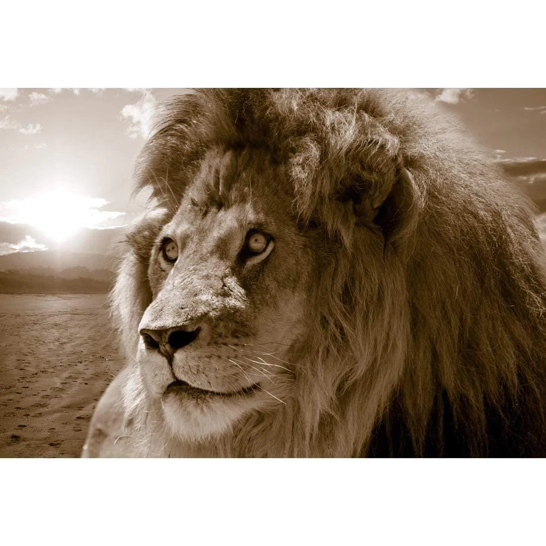Lion King, Sepia Lion King, Sepia -WALL ART DESGIN SALE lion king sepia canvas stretched canvas 45x30cm 999509