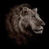 Lion Portrait -WALL ART DESGIN SALE lion portrait canvas stretched canvas 37x37cm 465808